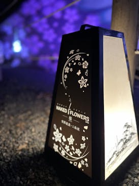 『NAKED FLOWERS 2023 桜 世界遺産・二条城』に投稿された画像（2023/3/22）