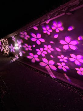 『NAKED FLOWERS 2023 桜 世界遺産・二条城』に投稿された画像（2023/3/22）