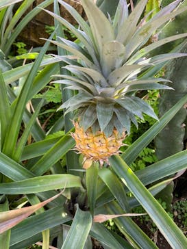 アロハガーデンたてやまに投稿された画像（2023/3/22）