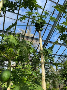 アロハガーデンたてやまに投稿された画像（2023/3/22）