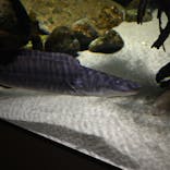 カワスイ 川崎⽔族館に投稿された画像（2023/3/22）