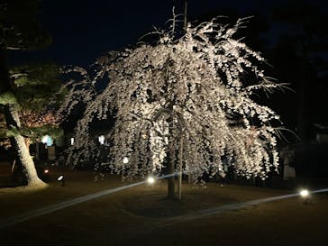 『NAKED FLOWERS 2023 桜 世界遺産・二条城』に投稿された画像（2023/3/22）