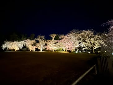 『NAKED FLOWERS 2023 桜 世界遺産・二条城』に投稿された画像（2023/3/22）