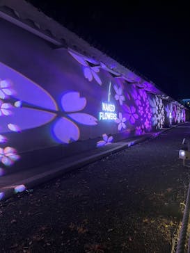『NAKED FLOWERS 2023 桜 世界遺産・二条城』に投稿された画像（2023/3/22）