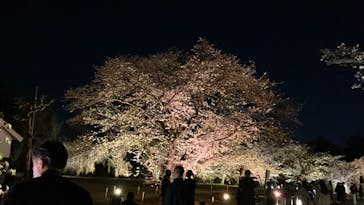 『NAKED FLOWERS 2023 桜 世界遺産・二条城』に投稿された画像（2023/3/22）