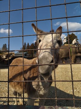 那須サファリパークに投稿された画像（2023/3/22）