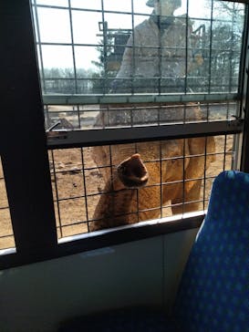 那須サファリパークに投稿された画像（2023/3/22）