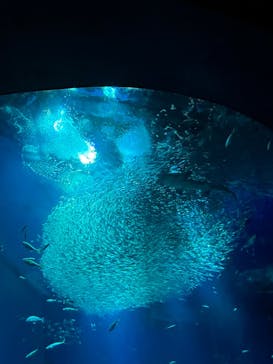 アクアワールド茨城県大洗水族館に投稿された画像（2023/3/23）