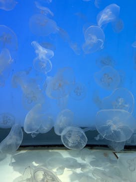 アクアワールド茨城県大洗水族館に投稿された画像（2023/3/23）