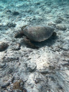 宮古島 ADVENTURE PiPi（ミヤコジマ アドベンチャー ピピ）に投稿された画像（2023/3/23）