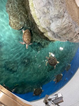 名古屋港水族館に投稿された画像（2023/3/23）