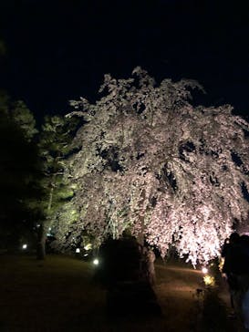 『NAKED FLOWERS 2023 桜 世界遺産・二条城』に投稿された画像（2023/3/23）