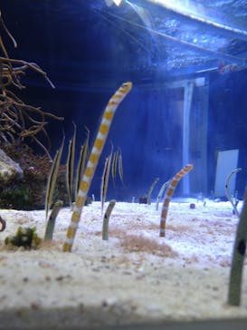 名古屋港水族館に投稿された画像（2023/3/23）