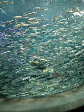 サンシャイン水族館に投稿された画像（2023/3/23）