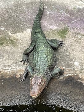 熱川バナナワニ園に投稿された画像（2023/3/23）