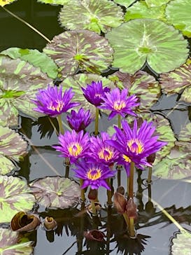 熱川バナナワニ園に投稿された画像（2023/3/23）