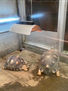 熱川バナナワニ園に投稿された画像（2023/3/23）