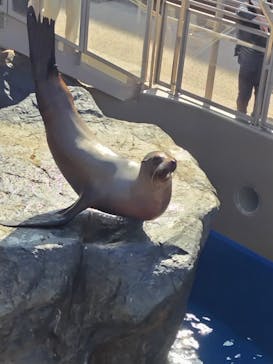 アクアワールド茨城県大洗水族館に投稿された画像（2023/3/23）