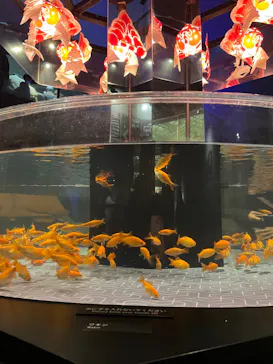 すみだ水族館に投稿された画像（2023/3/23）