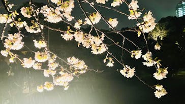 六義園に投稿された画像（2023/3/23）