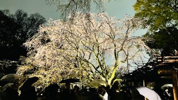 六義園に投稿された画像（2023/3/23）
