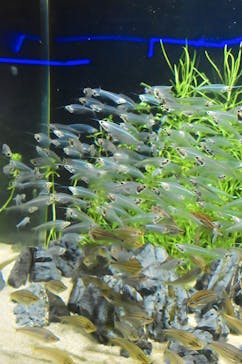 カワスイ 川崎⽔族館に投稿された画像（2023/3/23）