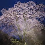 六義園に投稿された画像（2023/3/23）