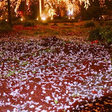 六義園に投稿された画像（2023/3/23）