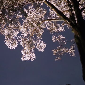 六義園に投稿された画像（2023/3/23）