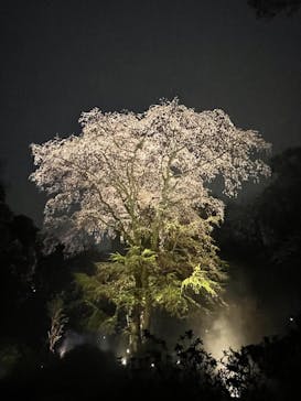 六義園に投稿された画像（2023/3/23）