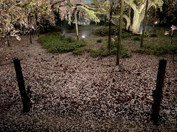 六義園に投稿された画像（2023/3/23）