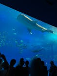 沖縄美ら海水族館に投稿された画像（2023/3/23）