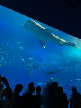 沖縄美ら海水族館に投稿された画像（2023/3/23）