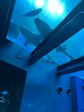 沖縄美ら海水族館に投稿された画像（2023/3/23）