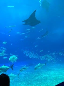 沖縄美ら海水族館に投稿された画像（2023/3/23）