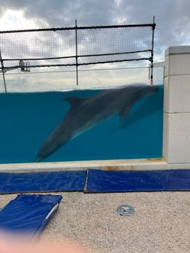 沖縄美ら海水族館に投稿された画像（2023/3/23）