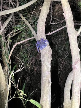 宮古島 ADVENTURE PiPi（ミヤコジマ アドベンチャー ピピ）に投稿された画像（2023/3/23）