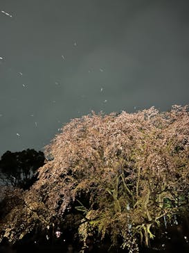 六義園に投稿された画像（2023/3/23）