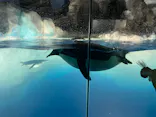 名古屋港水族館に投稿された画像（2023/3/24）