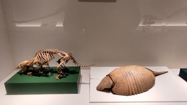 特別展「恐竜博2023」に投稿された画像（2023/3/23）