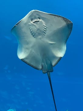 沖縄美ら海水族館に投稿された画像（2023/3/23）