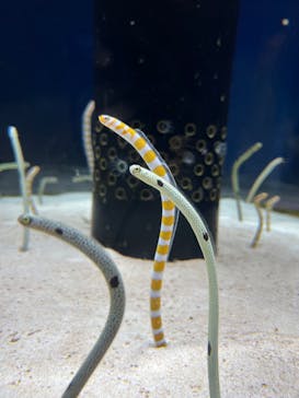 沖縄美ら海水族館に投稿された画像（2023/3/23）