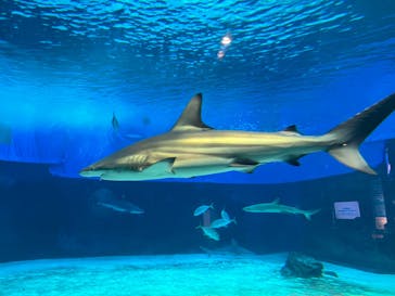 沖縄美ら海水族館に投稿された画像（2023/3/23）