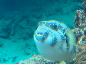 沖縄美ら海水族館に投稿された画像（2023/3/23）