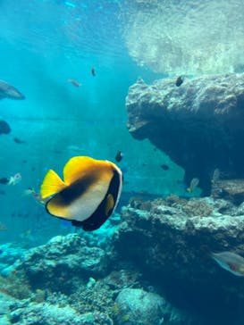 沖縄美ら海水族館に投稿された画像（2023/3/23）