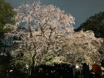 六義園に投稿された画像（2023/3/24）