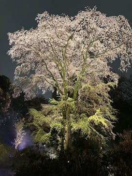 六義園に投稿された画像（2023/3/24）