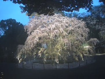 六義園に投稿された画像（2023/3/24）