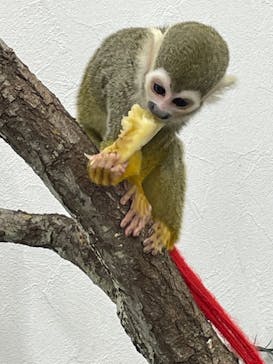 しろとり動物園に投稿された画像（2023/3/24）