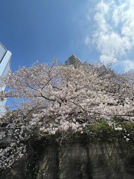 東京ウォータウェイズに投稿された画像（2023/3/24）
